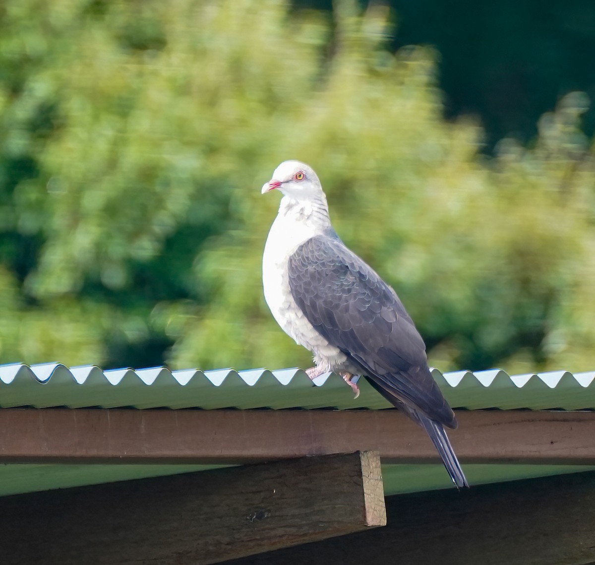 holub běloprsý - ML644312042