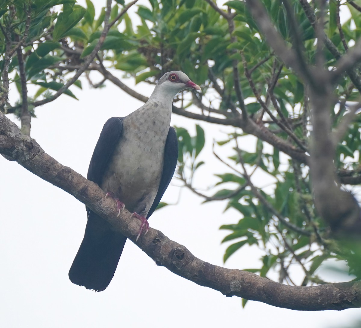 holub běloprsý - ML644312043