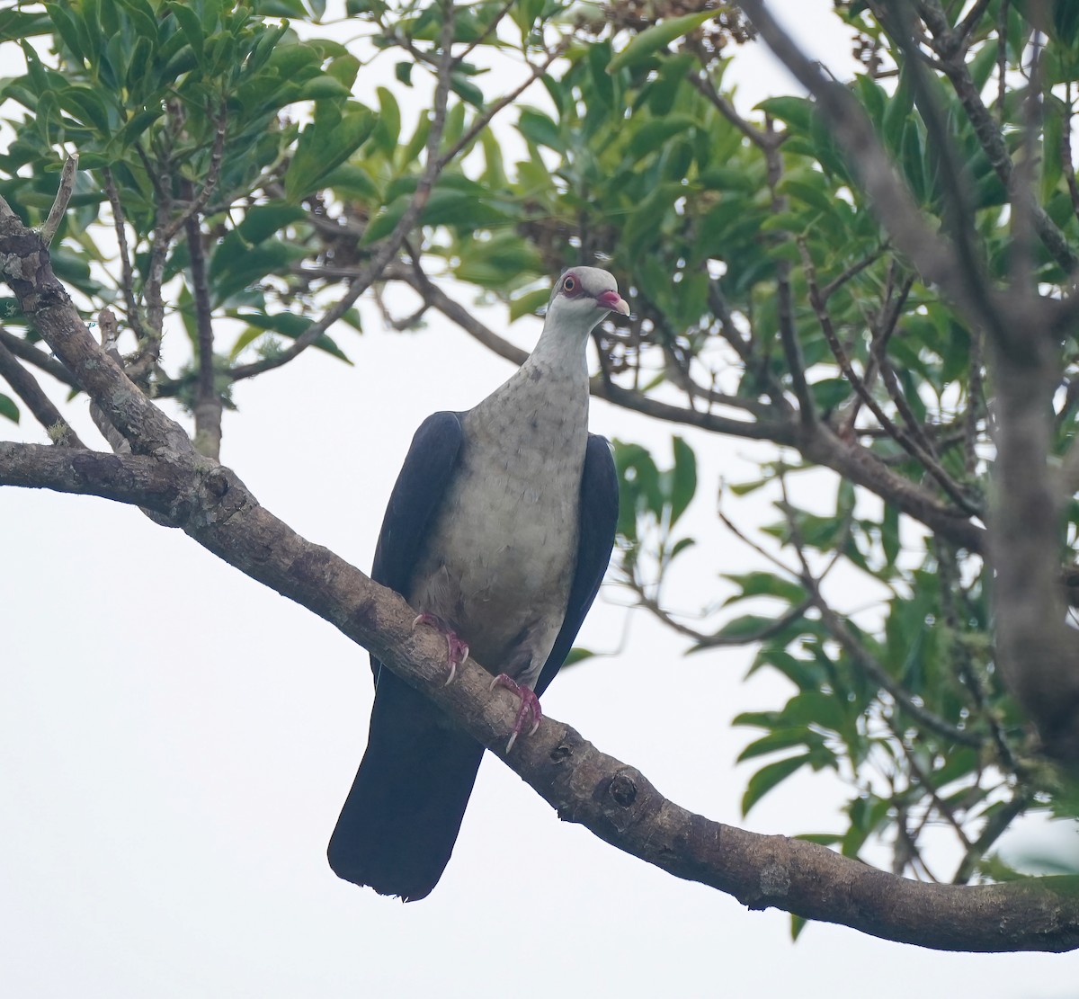 holub běloprsý - ML644312044