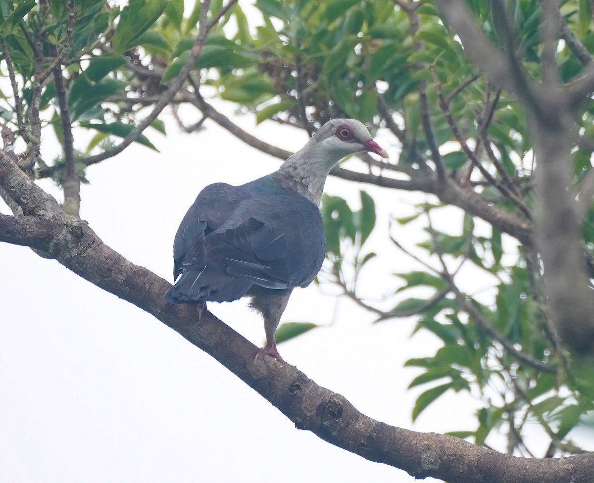 holub běloprsý - ML644312045