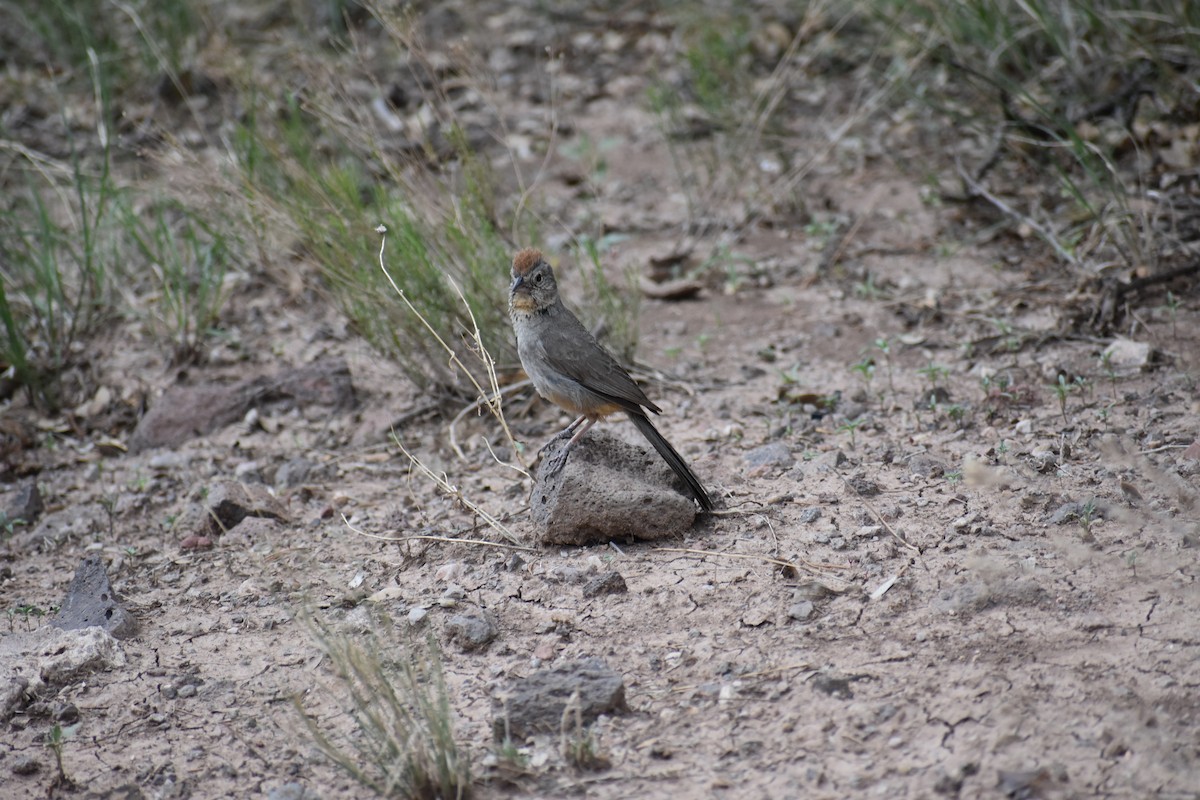 Canyon Towhee - ML644312046