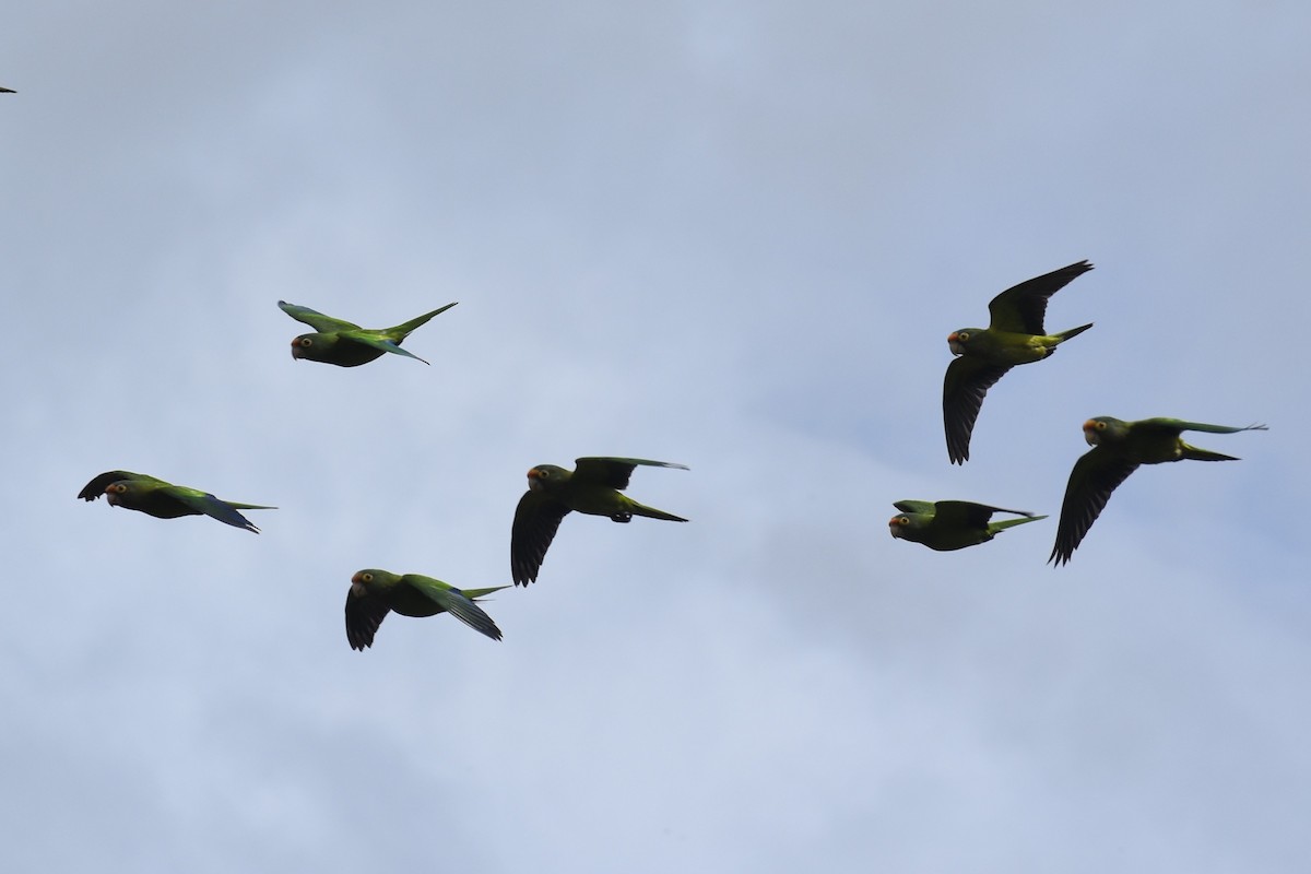 Orange-fronted Parakeet - ML644312047