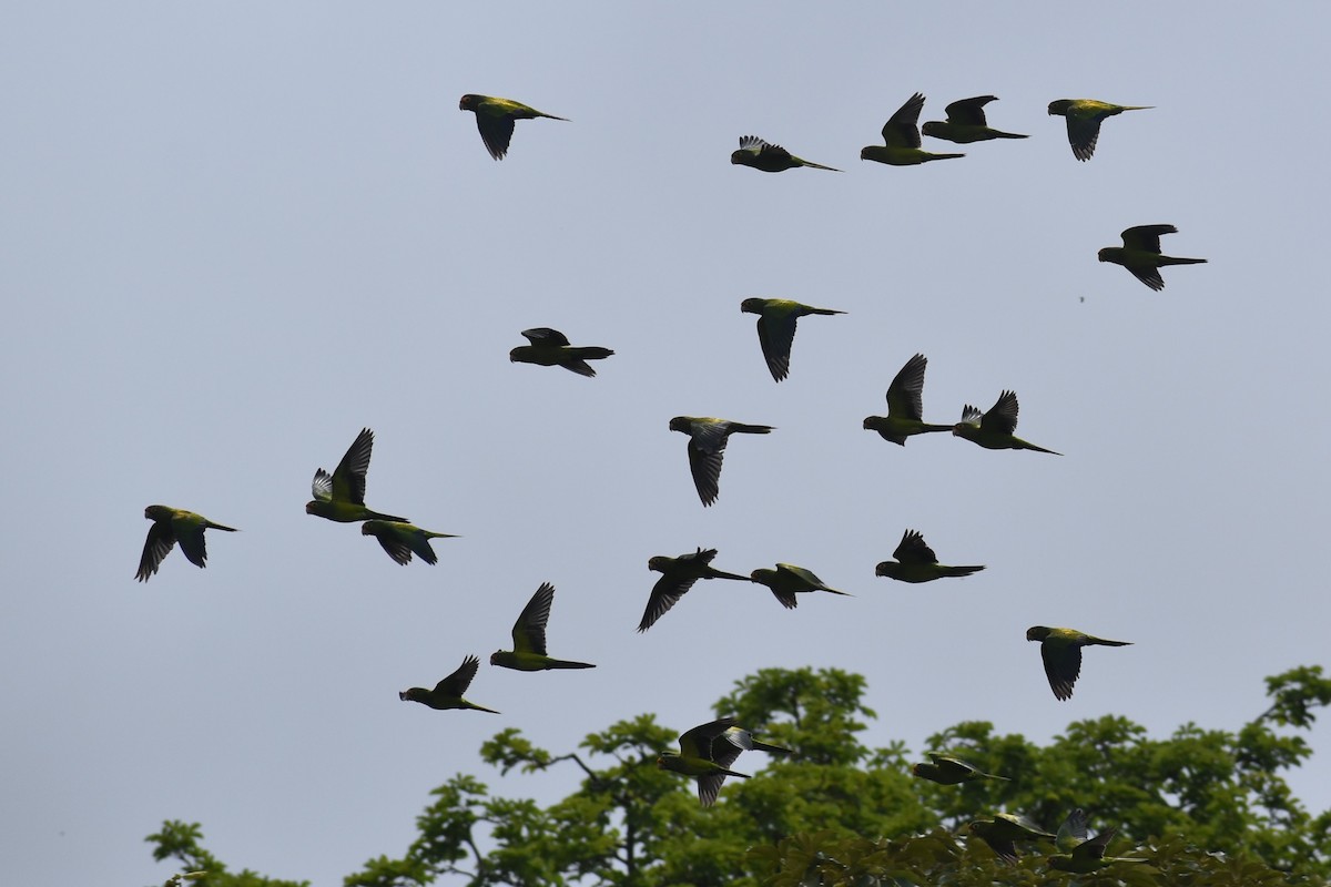 Orange-fronted Parakeet - ML644312048
