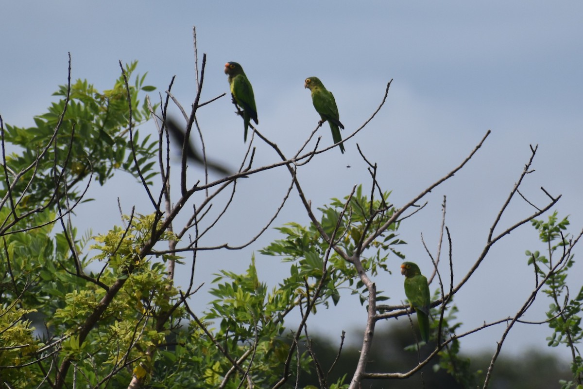 Orange-fronted Parakeet - ML644312049