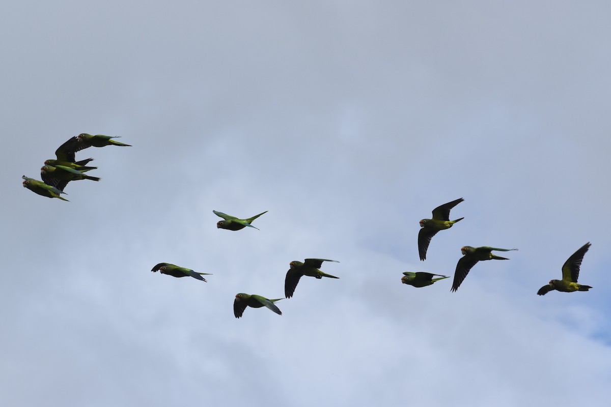 Orange-fronted Parakeet - ML644312050