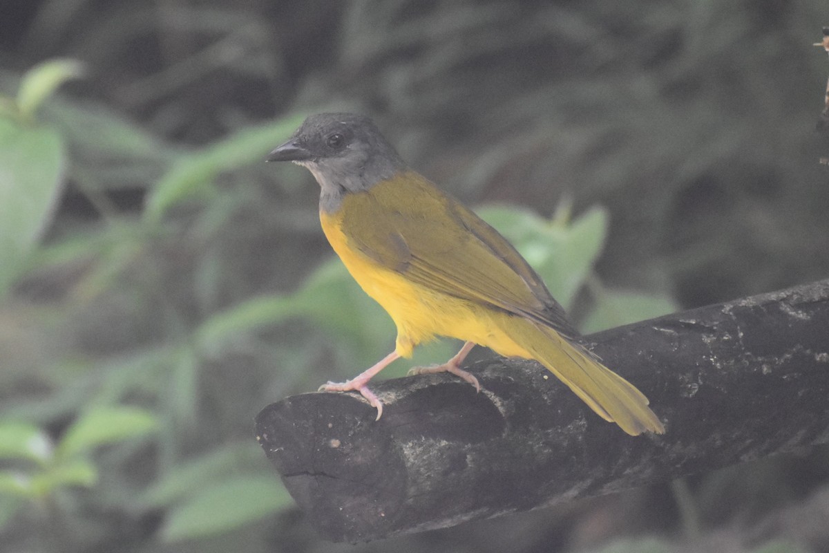 カンムリフウキンチョウ - ML644312066