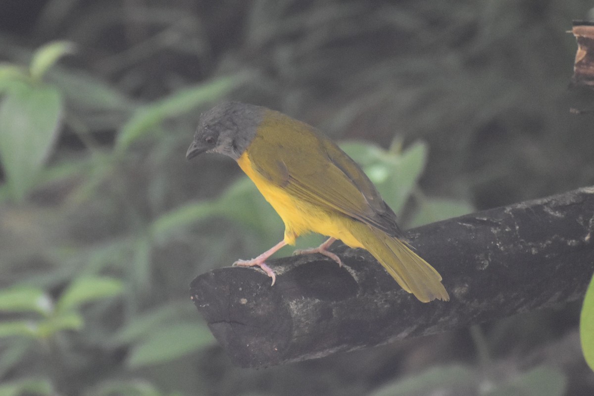 カンムリフウキンチョウ - ML644312067