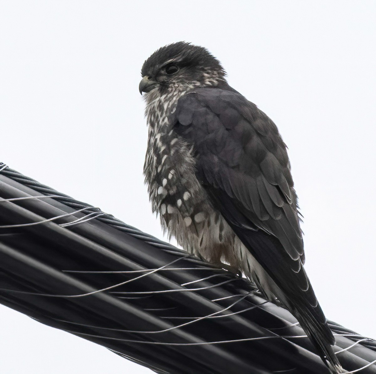 Merlin - ML644312086