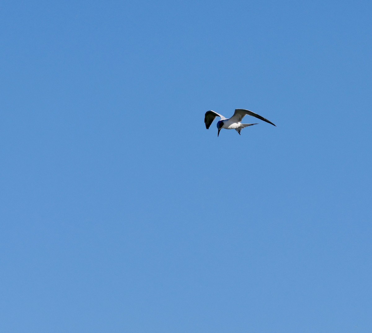 メリケンアジサシ - ML644312103