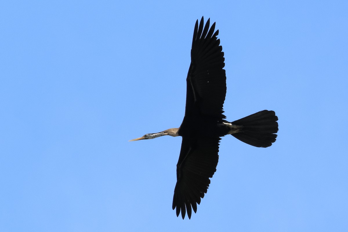 Anhinga roux - ML644312107