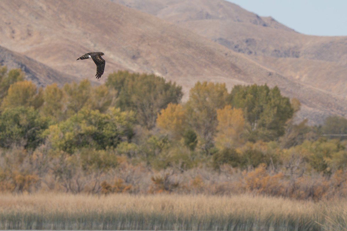 アメリカハイイロチュウヒ - ML644312133