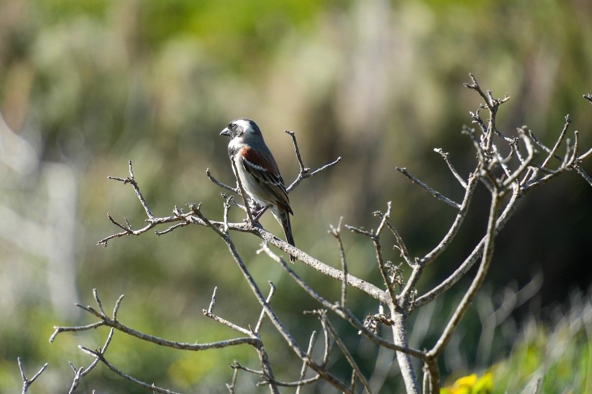 Cape Sparrow - ML644312137