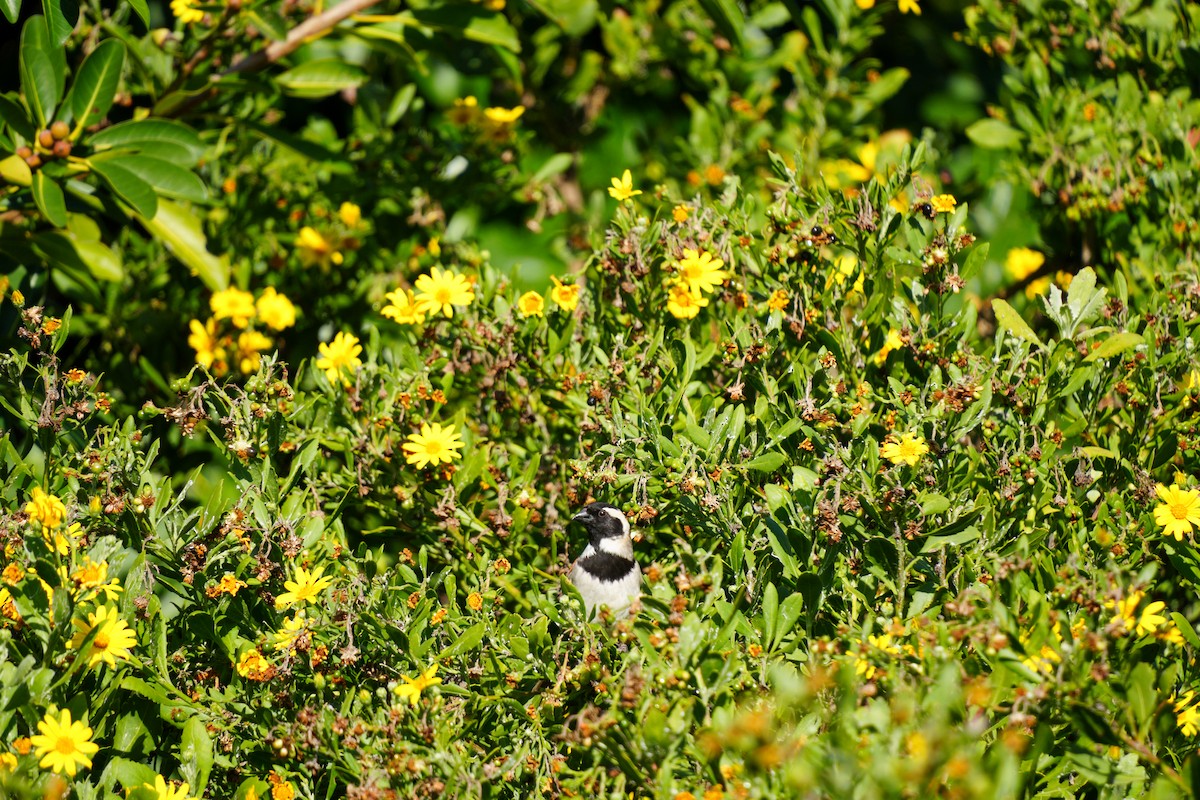 Cape Sparrow - ML644312138