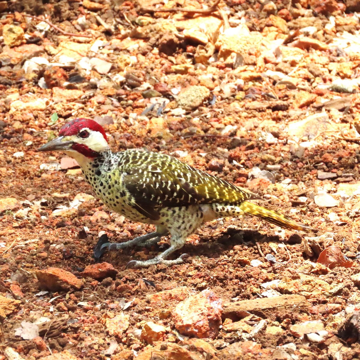 Pic de Bennett - ML644312141