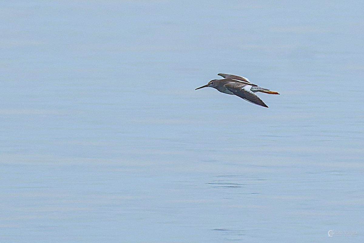 vodouš rudonohý - ML644312143