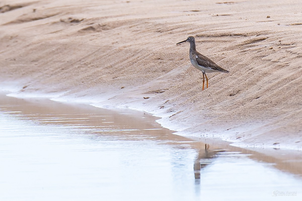 vodouš rudonohý - ML644312144