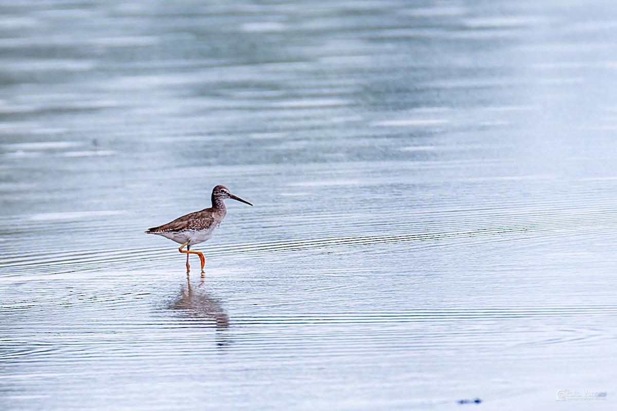 vodouš rudonohý - ML644312145