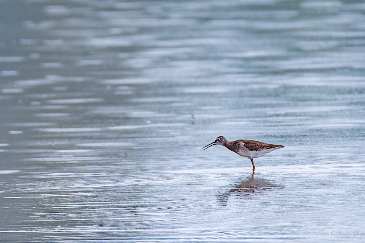 vodouš rudonohý - ML644312146