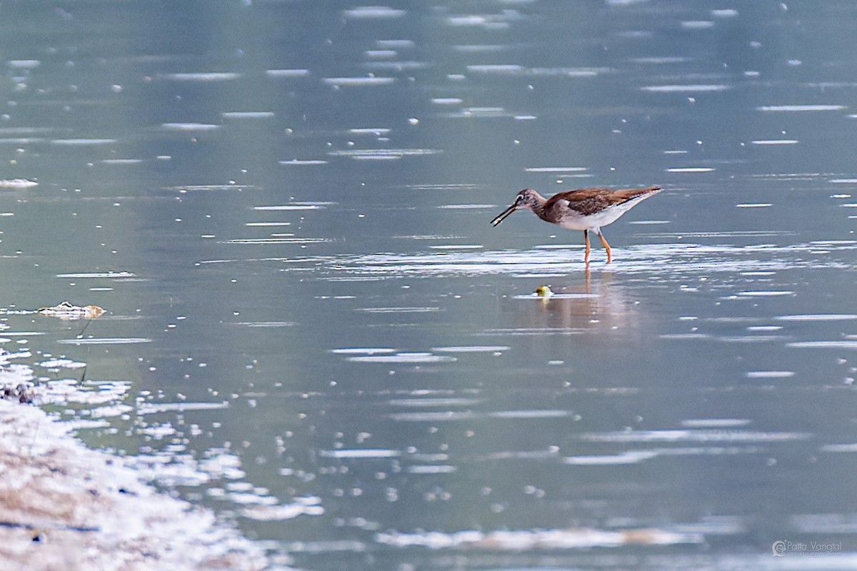 vodouš rudonohý - ML644312147