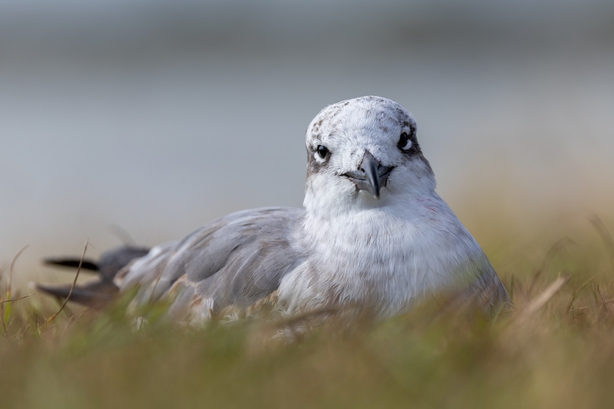 Laughing Gull - ML644312149