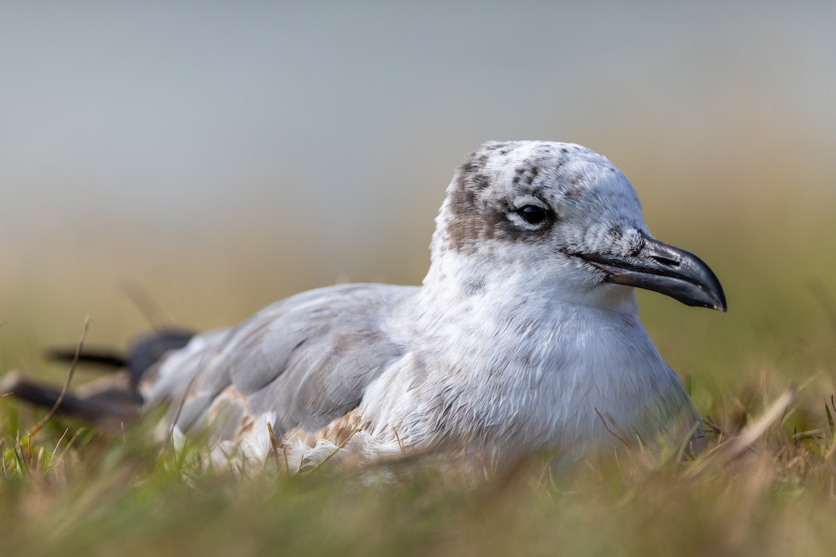 Laughing Gull - ML644312150