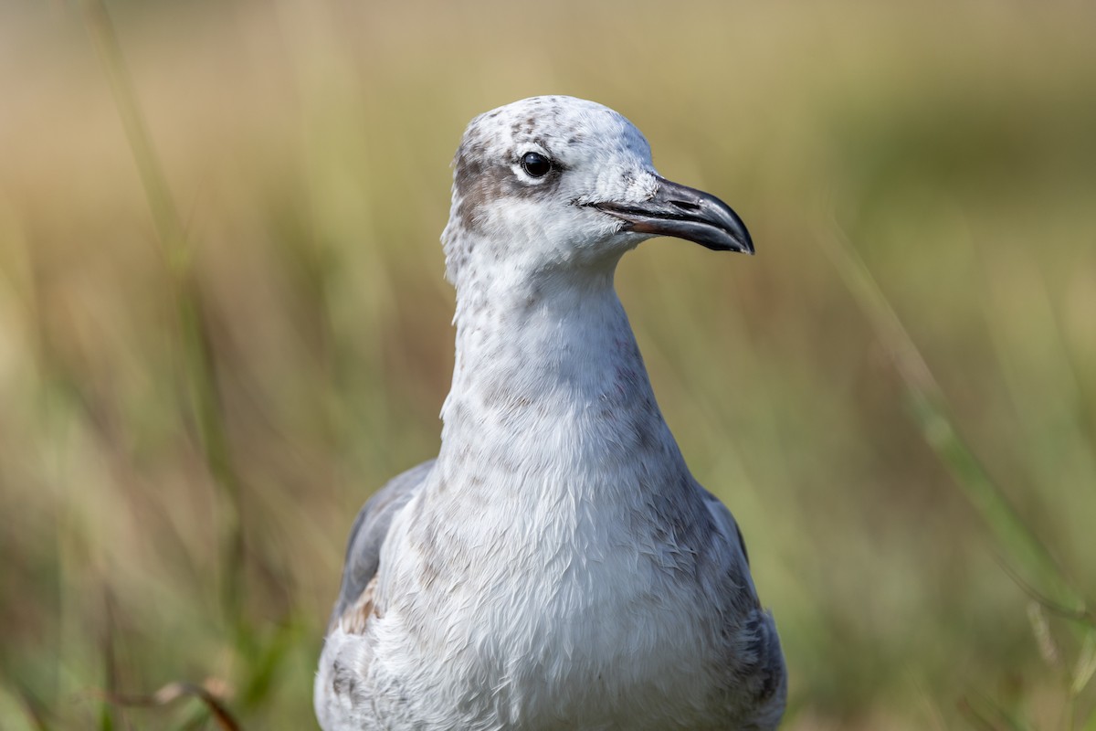 Laughing Gull - ML644312151
