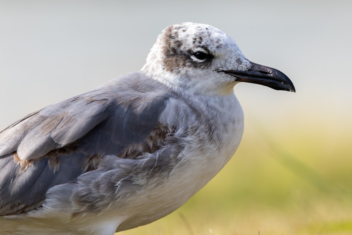Laughing Gull - ML644312152