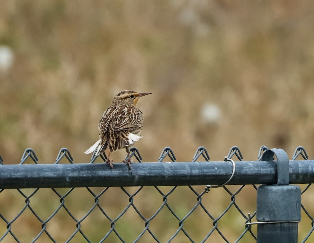 prærielerketrupial - ML644312153