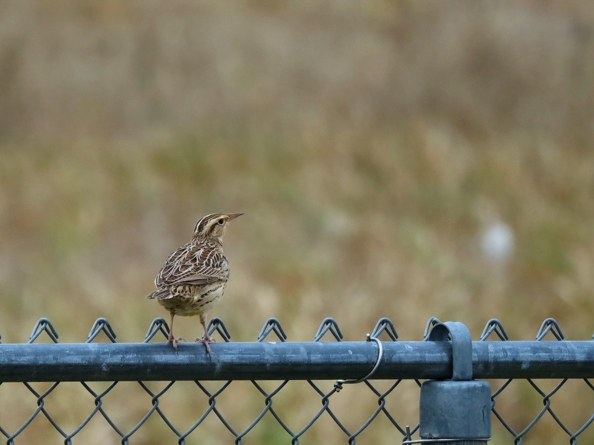 prærielerketrupial - ML644312154