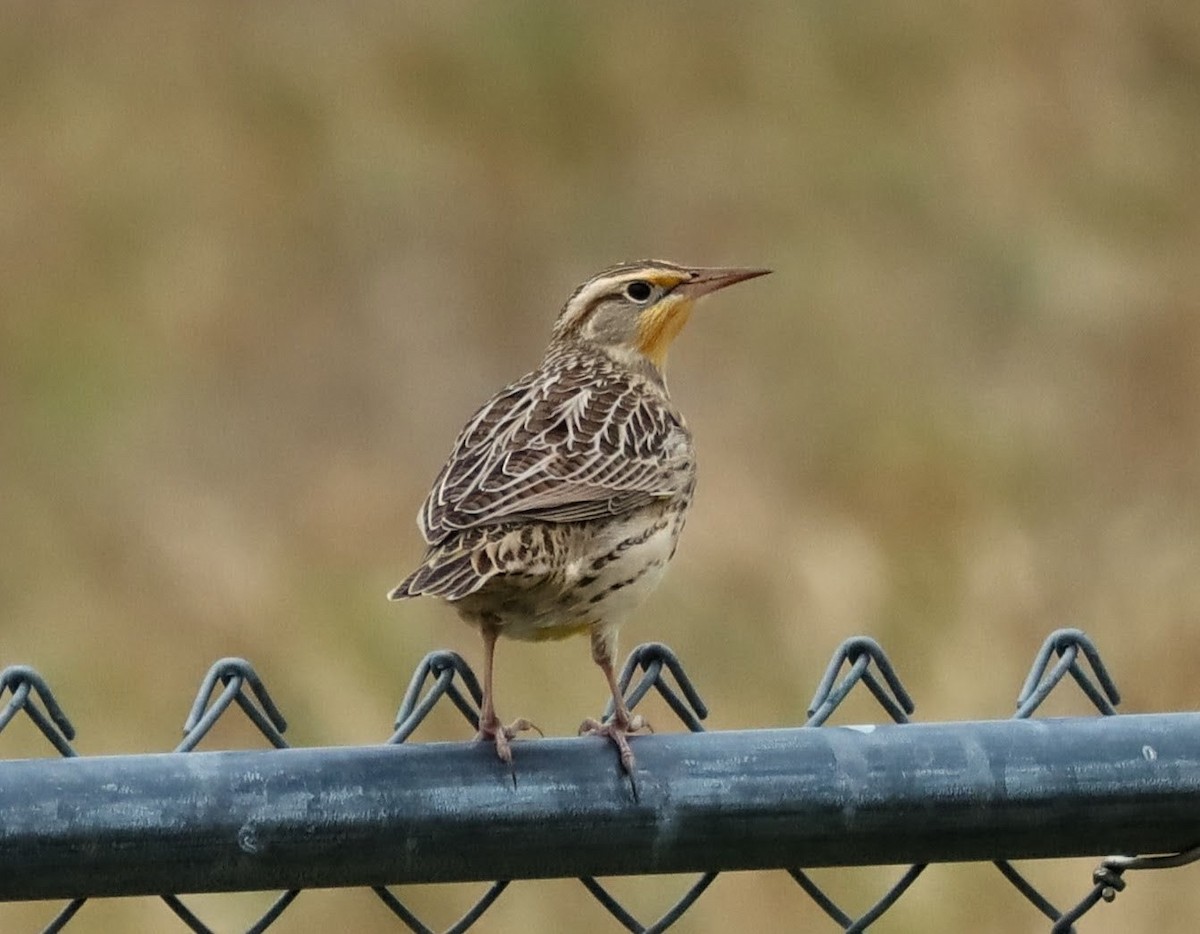 prærielerketrupial - ML644312156