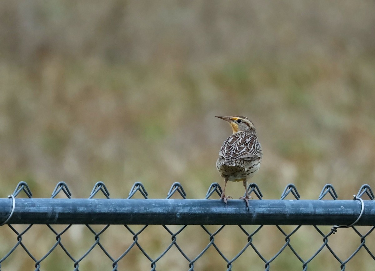 prærielerketrupial - ML644312157