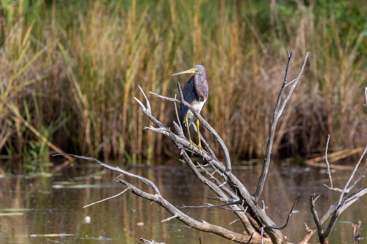 Tricolored Heron - ML644312160