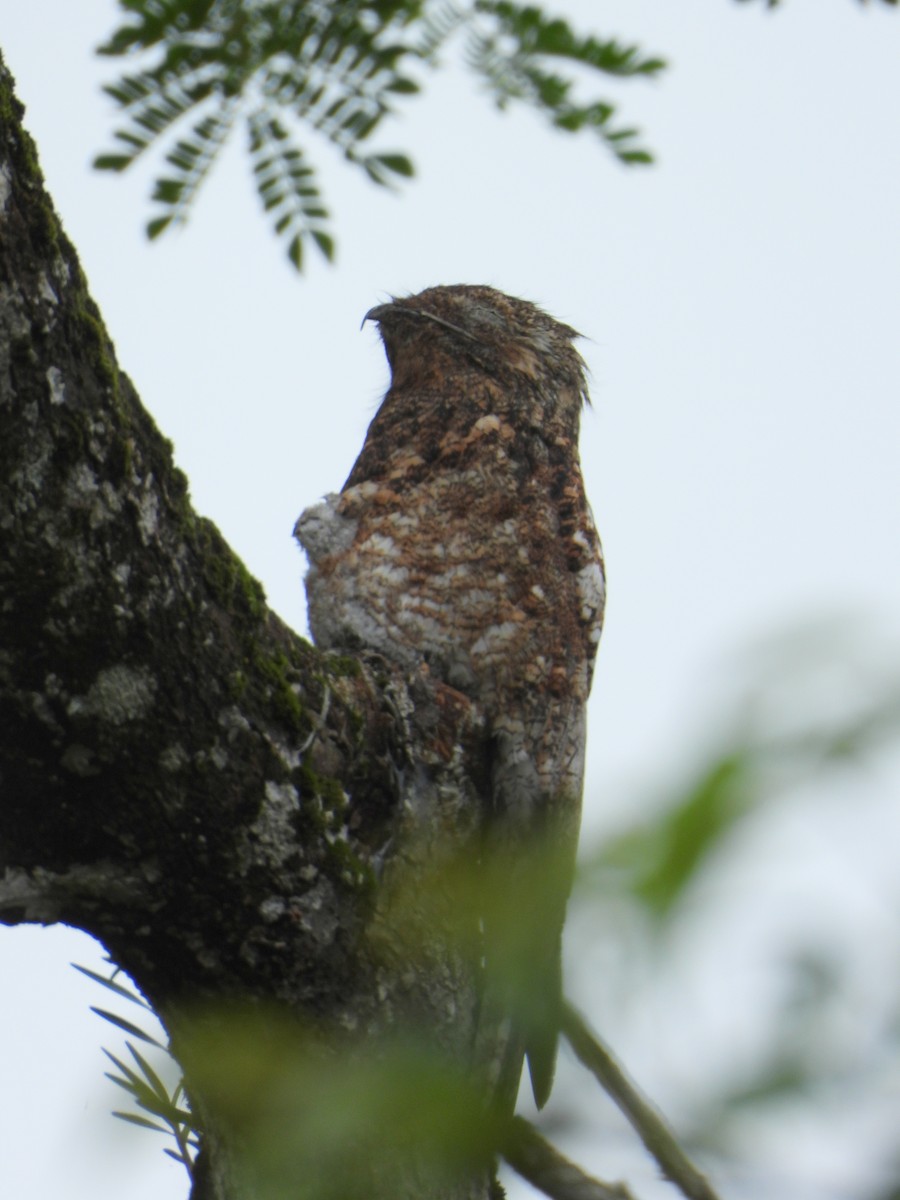 Great Potoo - ML644312174