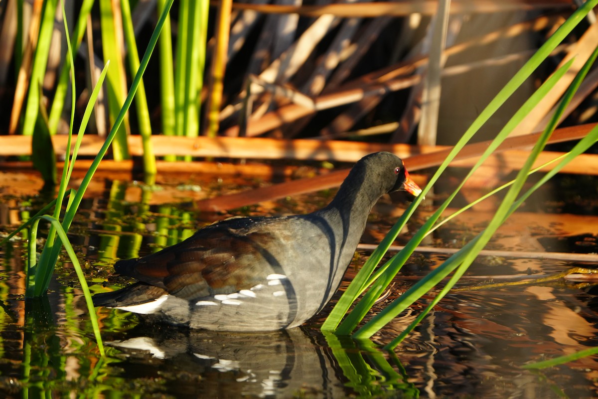 アメリカバン - ML644312178