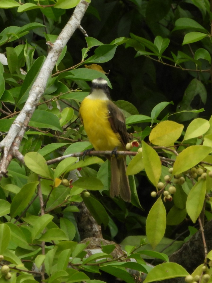 Bienteveo Sociable - ML644312188