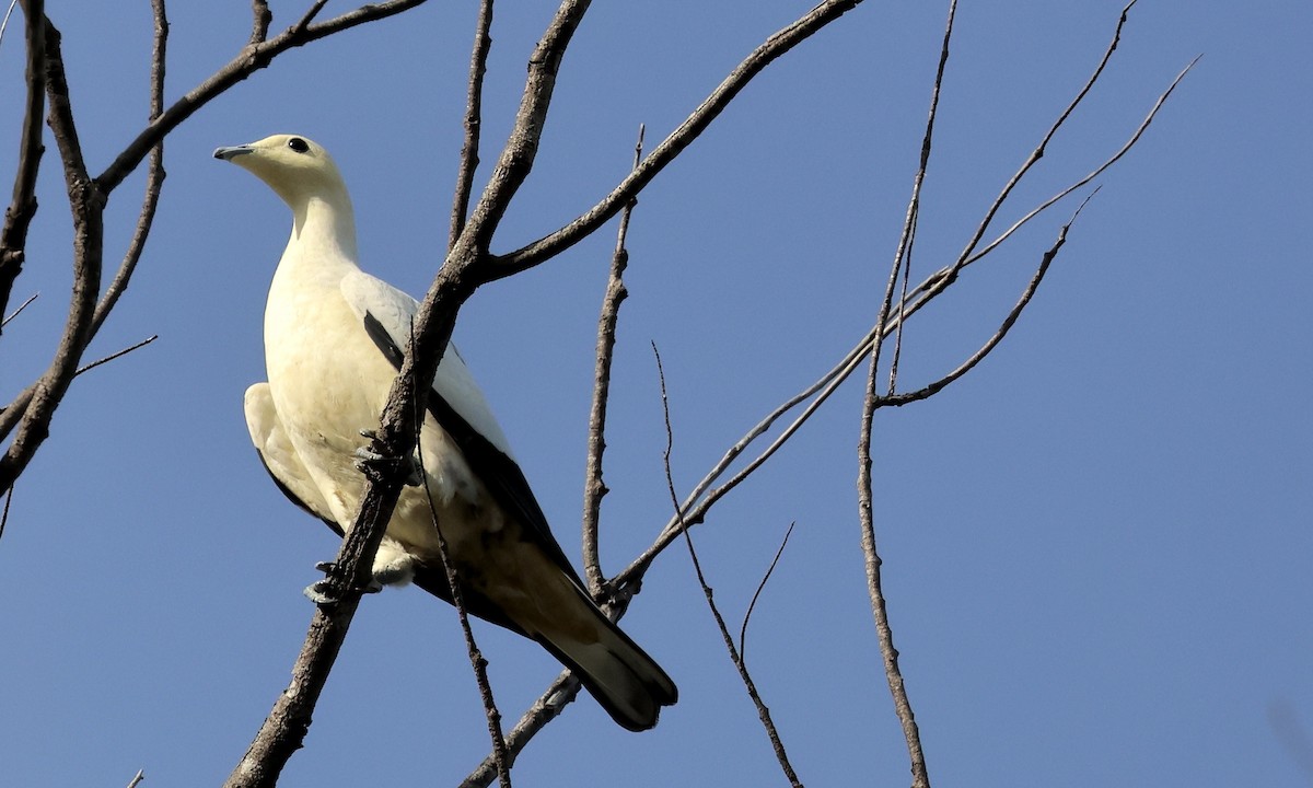 Pied Imperial-Pigeon - ML644312204