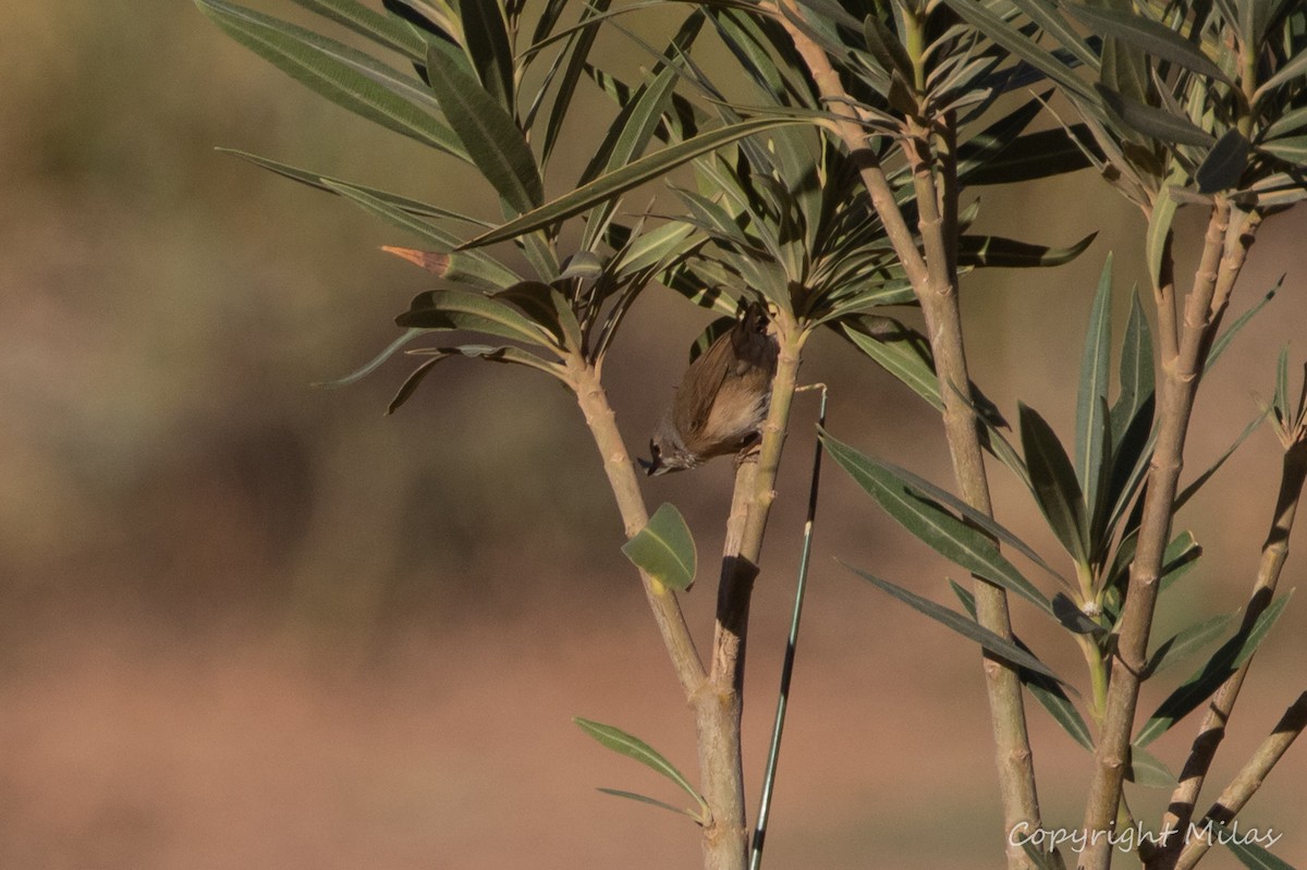 Western Subalpine Warbler - ML644312209