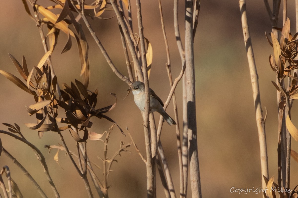 Western Subalpine Warbler - ML644312214