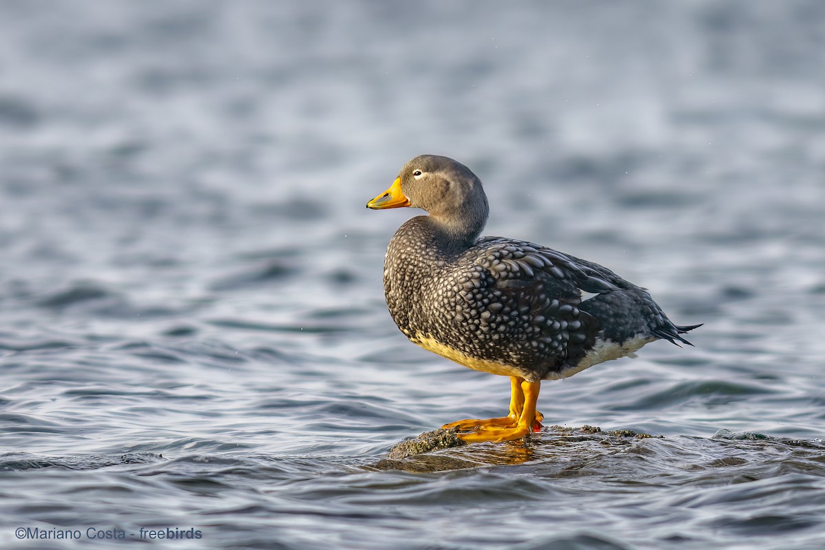 オオフナガモ - ML644312216