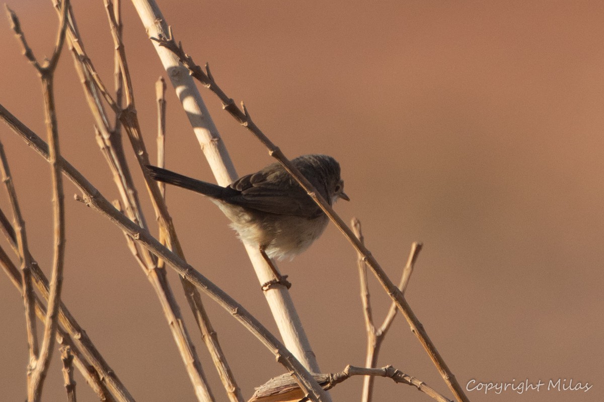 Western Subalpine Warbler - ML644312218