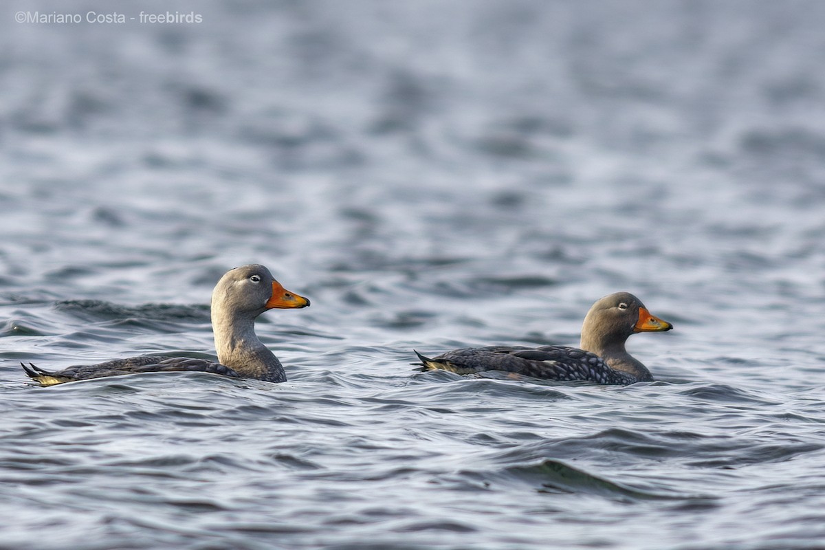 オオフナガモ - ML644312219