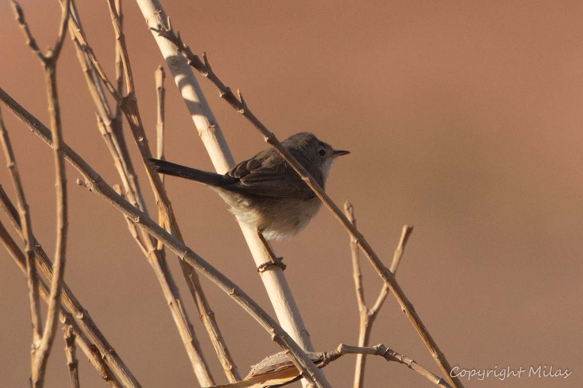 Western Subalpine Warbler - ML644312221