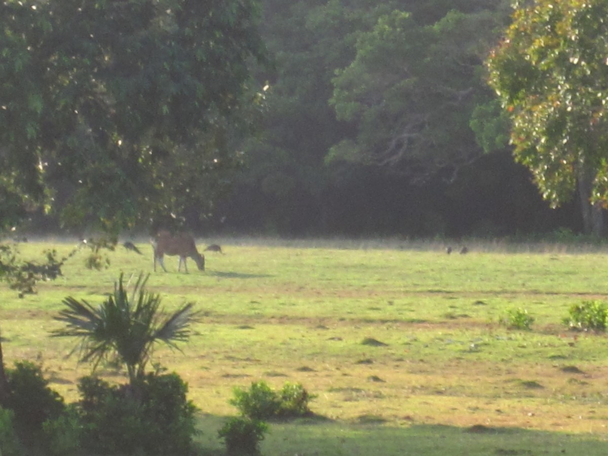 Pavo Real Cuelliverde - ML644312224