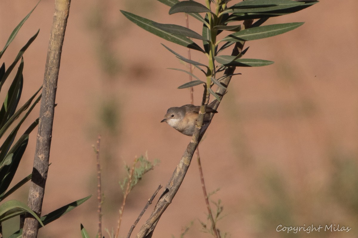 Western Subalpine Warbler - ML644312225