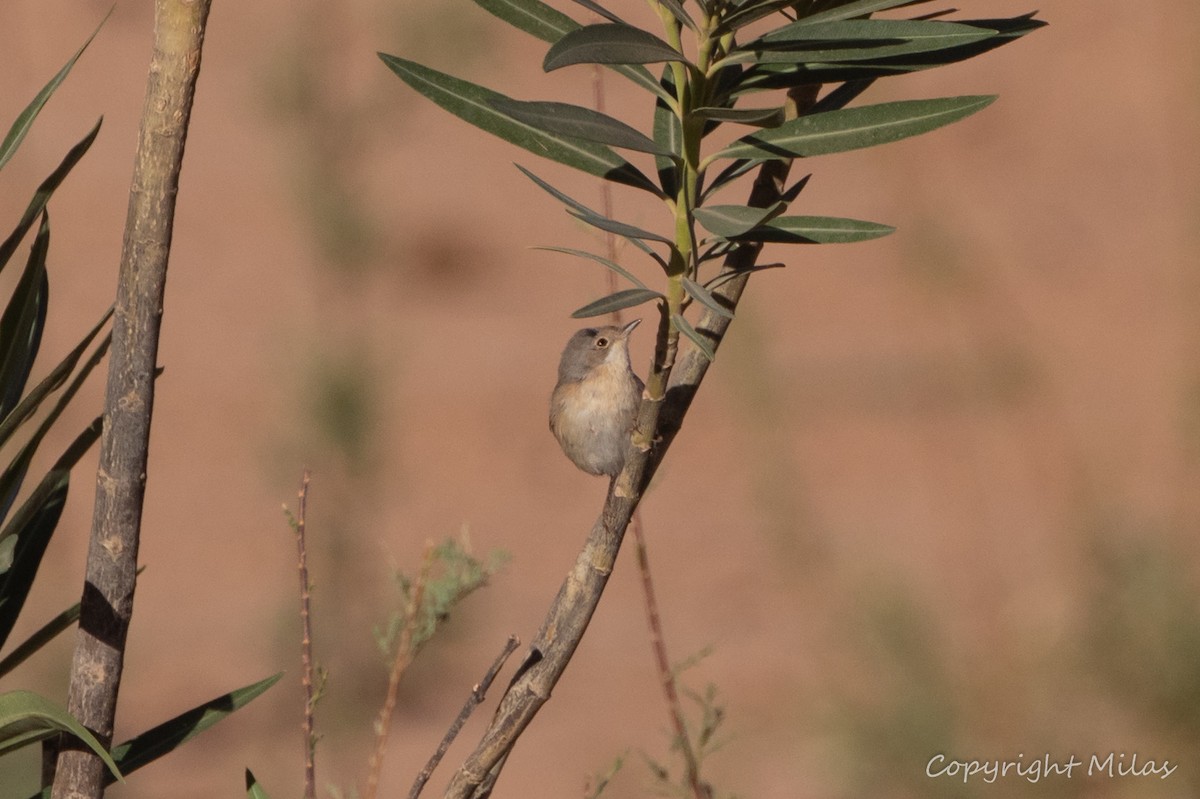 Western Subalpine Warbler - ML644312231