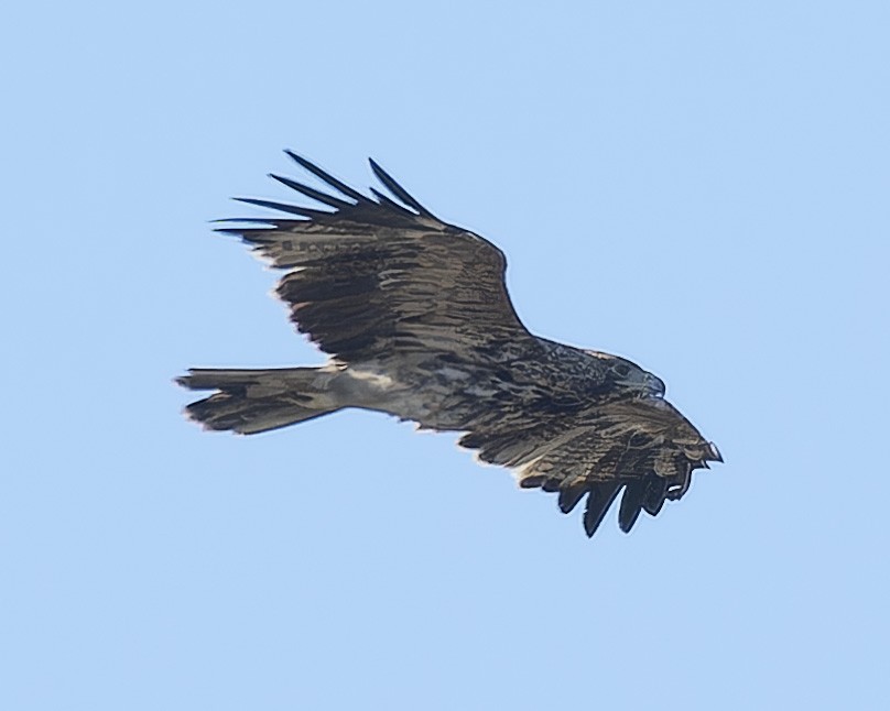 Aigle impérial - ML644312236