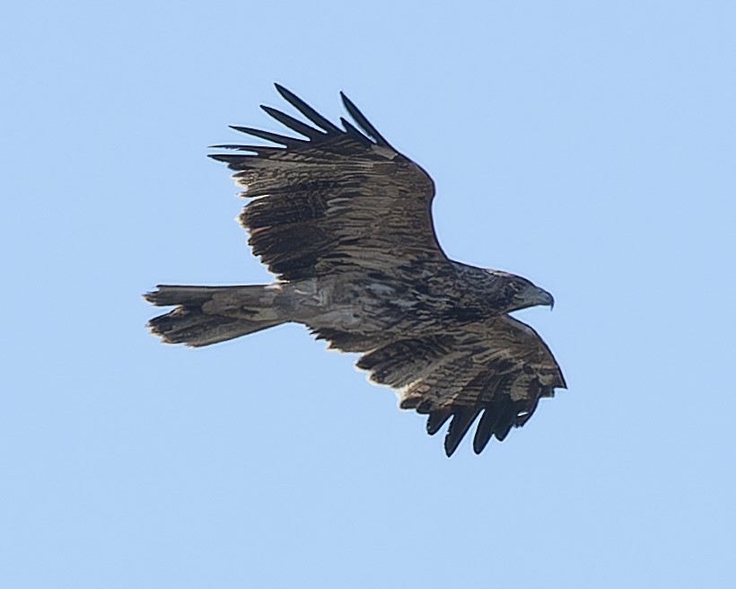 Aigle impérial - ML644312237