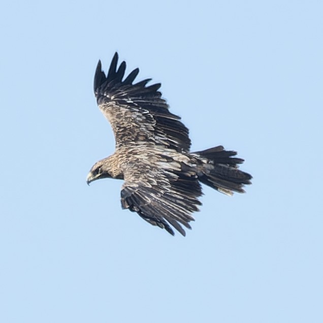 Aigle impérial - ML644312238