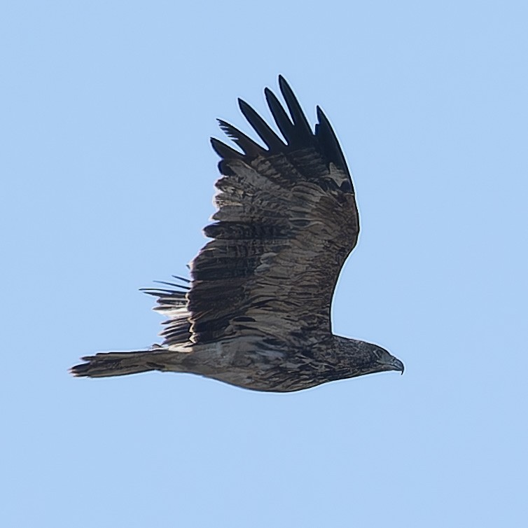 Aigle impérial - ML644312239