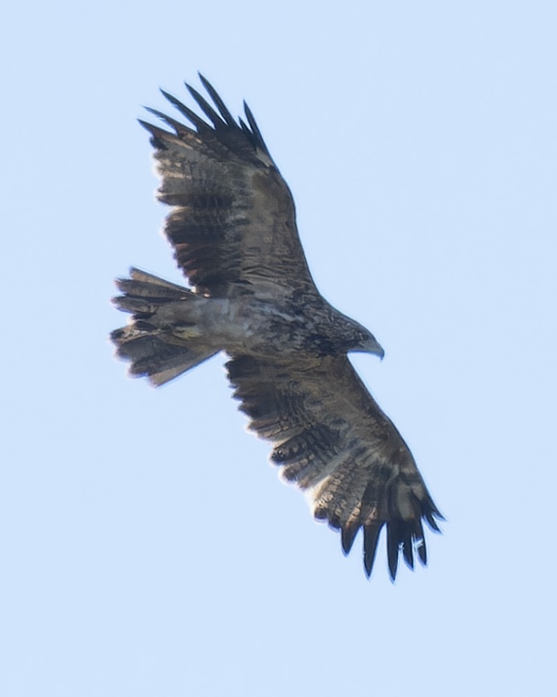 Aigle impérial - ML644312240